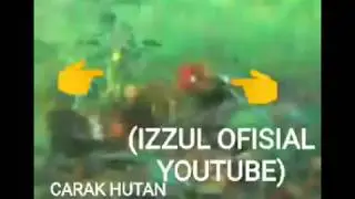 Part2  PIKAT AYAM HUTAN2019