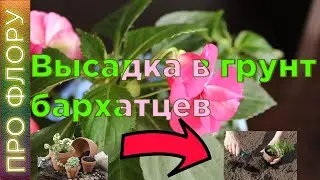 Как высадить в открытый грунт рассаду бархатцев