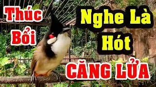 Chào Mào Hót Kích Bổi Lên Lửa. Luyện Chào Mào Hót Đấu Căng Lửa. Chào Mào Kích Trống Hót.chào mào đấu