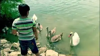 Swan Feeding. Beautiful Swan Family!! Any Nature lovers here :)
