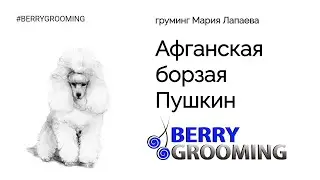 Афганская борзая Пушкин