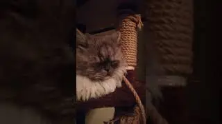 Cat Bongo La