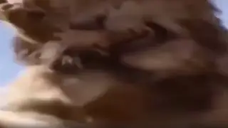 шок король лев ёбнул симбу в прямом эфире