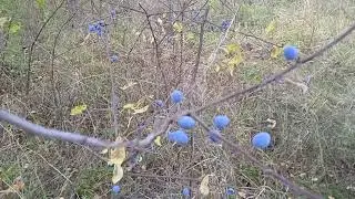 сеет... сеет... брызжет... веет)))