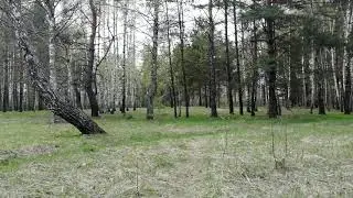 #лес # весна