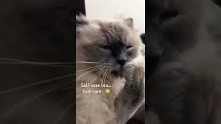 Cats Are The Best | In-house Cats Hostel | Pawwnation 🐾 “Be My Guest” #petfun #cat #catlover #funny