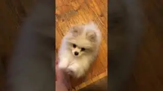 #пародия