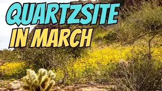 Quartzsite In March - Heavy Rains - Wild Flowers