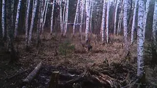 фото ловушка зафиксировала 