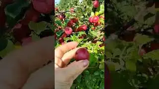 Урожайная яблонька!