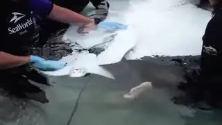 👩‍👧‍👧👬КАК РОЖАЕТ СКАТ👬👩‍👧‍👧