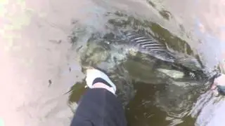 Октябрьский судак 04.10.15
