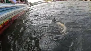 Thailand River Catfish Feeding