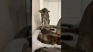 Кот большими ушами делает массаж