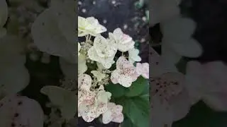 Осень сделала гортензию Мега Минди очаровашкой.