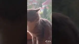 ПОДОЖДИ! Я ПОКАЖУ САМОЕ МИЛОЕ ВИДЕО 😻