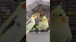 #sultanpapağanı #cockatiel #cute #shorts #short