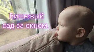 Садим с сыном вишнëвый сад.