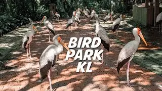 Burung Berkeliaran Serata Taman di Bird Park KL | A World of Spectacular Birds - KL MCO 2021 (16)