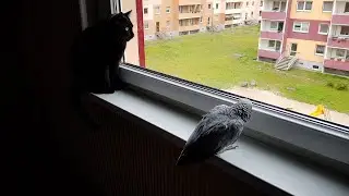 Наблатыканный попугай матершинник говорит с хозяином и ругается (ВИДЕО БЕЗ НАРЕЗКИ) 20.04.2023