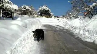 Cinghiale a spasso per il paese di Sante Marie attacca un residente