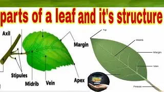 Parts of leaf || structure of leaf || science lesson 🌿🍀