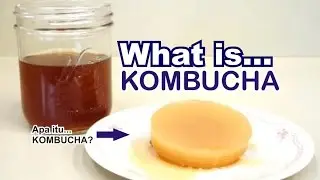 Apakah KOMBUCHA atau Teh KOMBUCHA itu ?