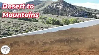 Cattle Round Up - Desert to Mountains