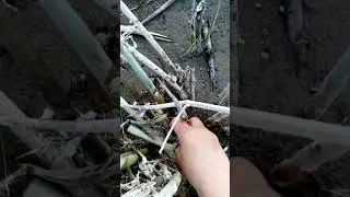 #собралиракушки#ракушки#длякурей# Собрали ракушек для курей.