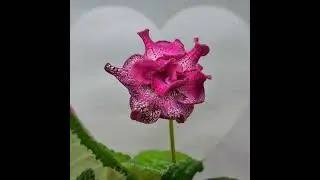 Streptocatpus DS-2614.  Новый сорт от Диметрис