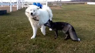 Dog and Fox playing with a stick!