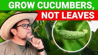 Grow Cucumbers, not leaves 🌱🥒