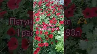 Моя Любимая Петуния❤️/ Самая Лучшая Ампельная Петуния