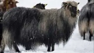 Stavanger Norway Sheeps  Iron Age Farm