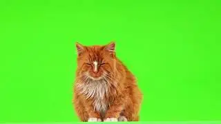 Cat green screen video footage
