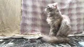 Soul Of A Cat