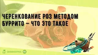 Черенкование роз методом буррито — что это такое