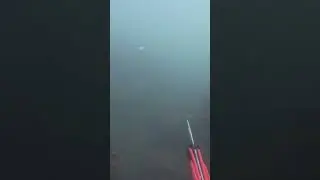 Spearfishing Murky Great White Shark Territory for a HUGE Lingcod