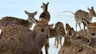 At the Deer Farm: A Tranquil Nature Escape