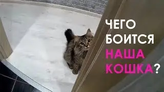 Прикол с кошкой | смешная и игривая кошка Берта