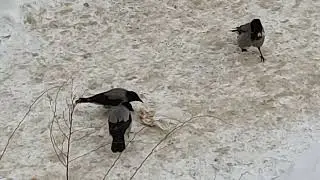 Все равно не плохо , хоть и не сыр да ?