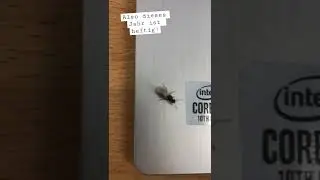 Schwarmflug 2022 ist real. Ich sehe zur Zeit überall Lasius niger Ameisen Königinnen!