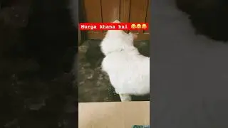 Murga khana hai 😂😂😂 