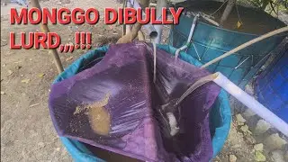Kolam Lele Sistem AmburaduL⭕️✅️❌️❎️‼️✳️⁉️