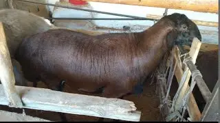 Хусори элита каштан койлар