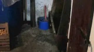 Feeding Pigs Old Fashioned Way in Slovenia - play loud!