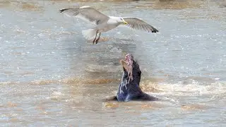 Otter Takes Down Seagull