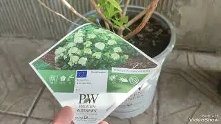 Саженцы от EuroFlora