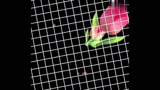 green screen HD screen 3D animation effects background flowers ( lotus)