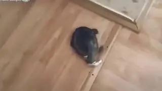 юмор дня